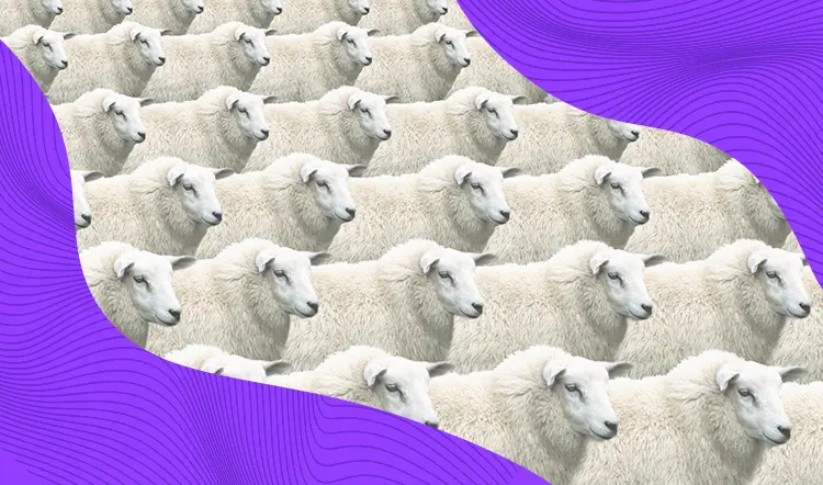 Image of flock of sheep.